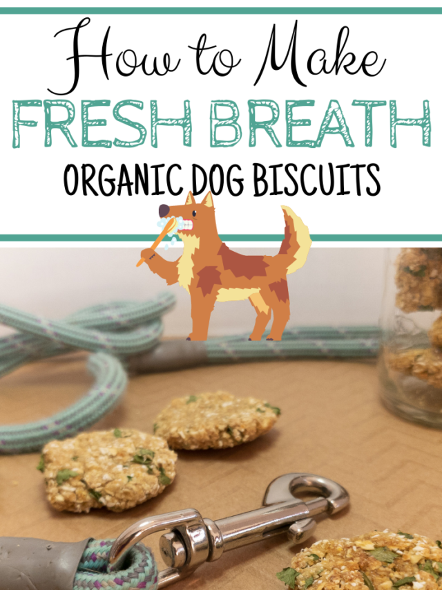 The Best Fresh Breath Dog Treats Recipe My Aussie Service Dog