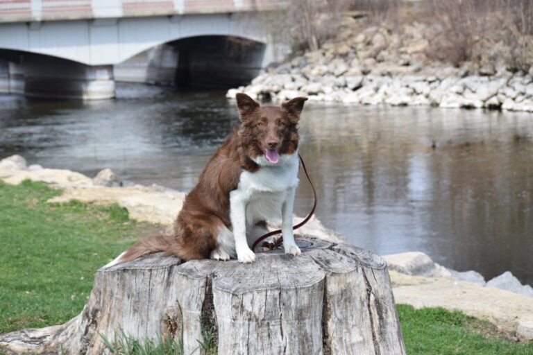 History of the Australian Shepherd My Aussie Service Dog