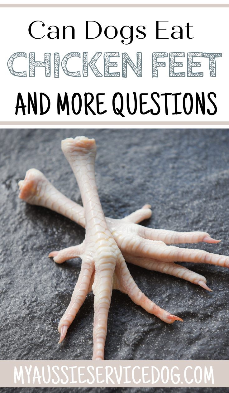 Crazy Things People Search for Can Dogs Eat Chicken Feet and More