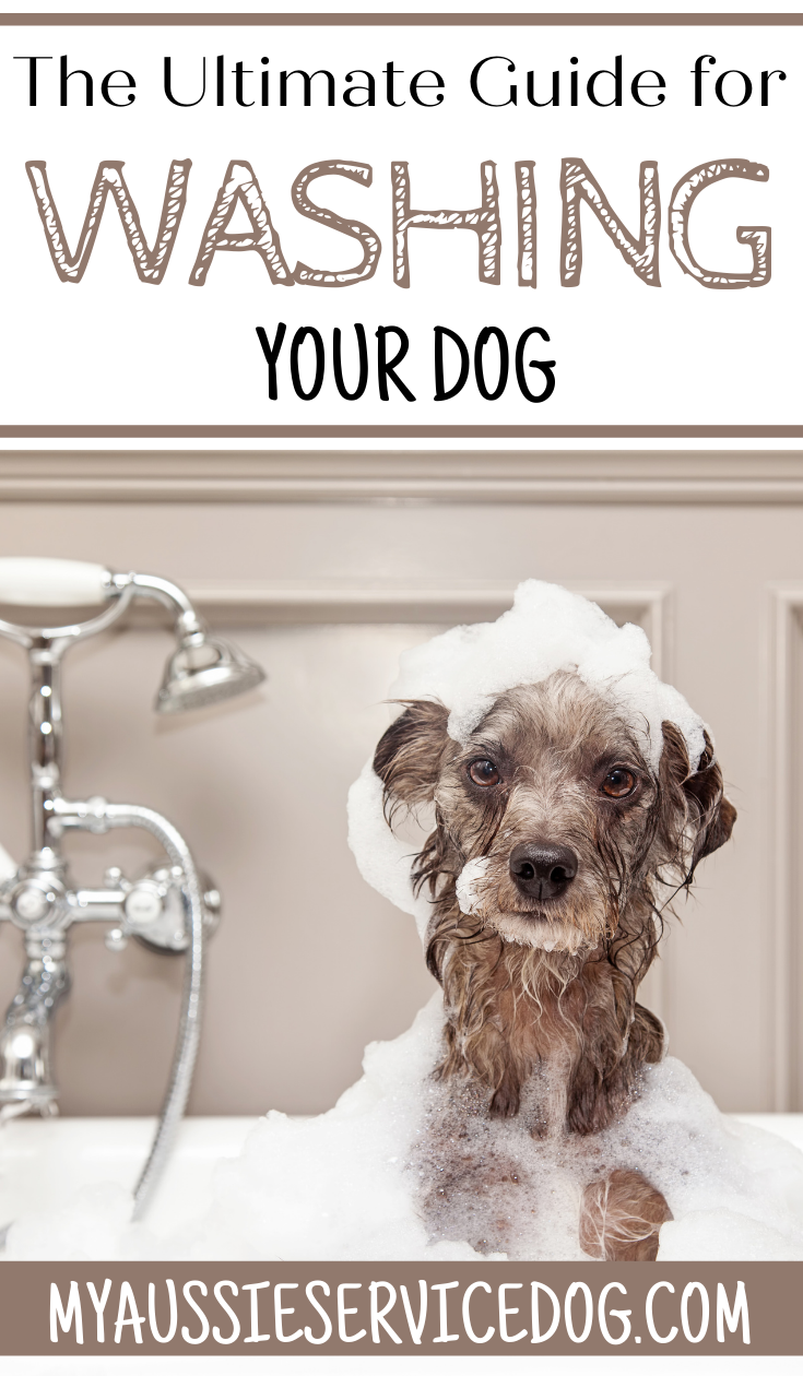 The Ultimate Guide for Washing Your Dog Oatmeal Dog Shampoo Recipe My Aussie Service Dog
