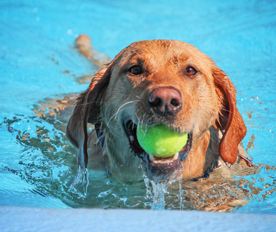 take your dog swimming