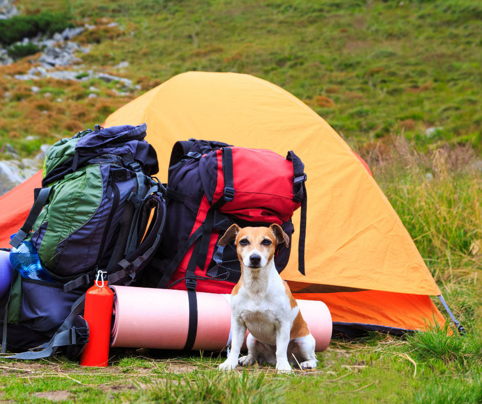 take your dog camping