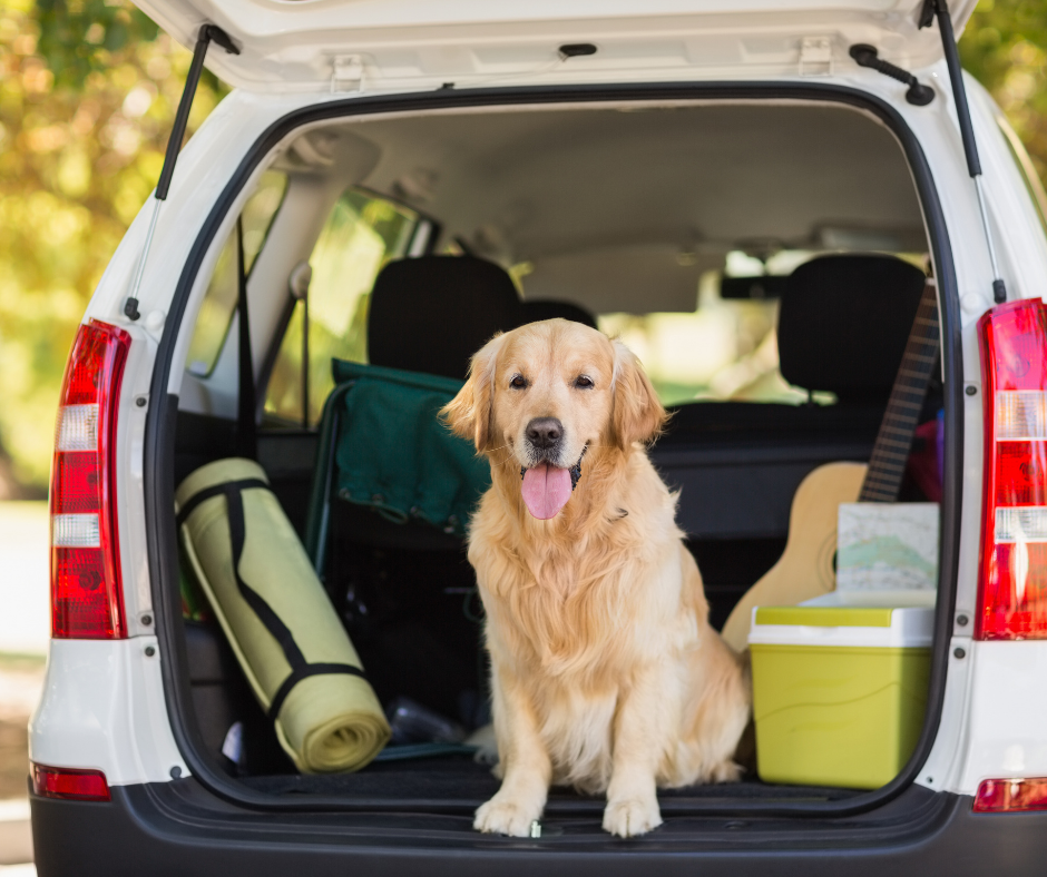 Travel With Your Dog: How to Take Your Pup on Summer Vacation