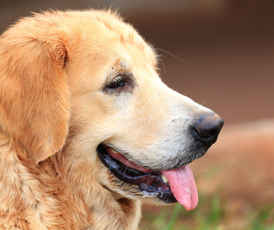 Best emotional support dogs for depression