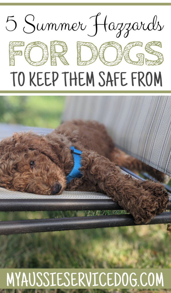 5 Summer Hazards - Keep Your Dog Safe from Injury This Season
