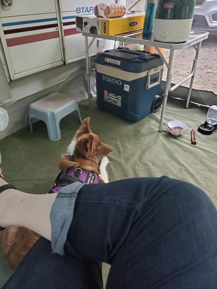 camping with the dog
