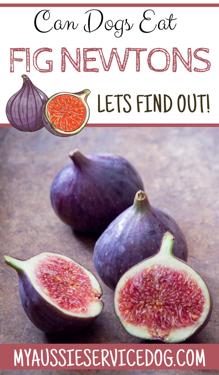 Can Dogs Eat Fig Newtons The (not so) Secret Ingredients My Aussie