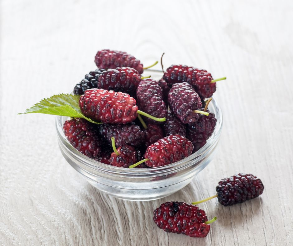 The Benefits of Mulberries for Dogs