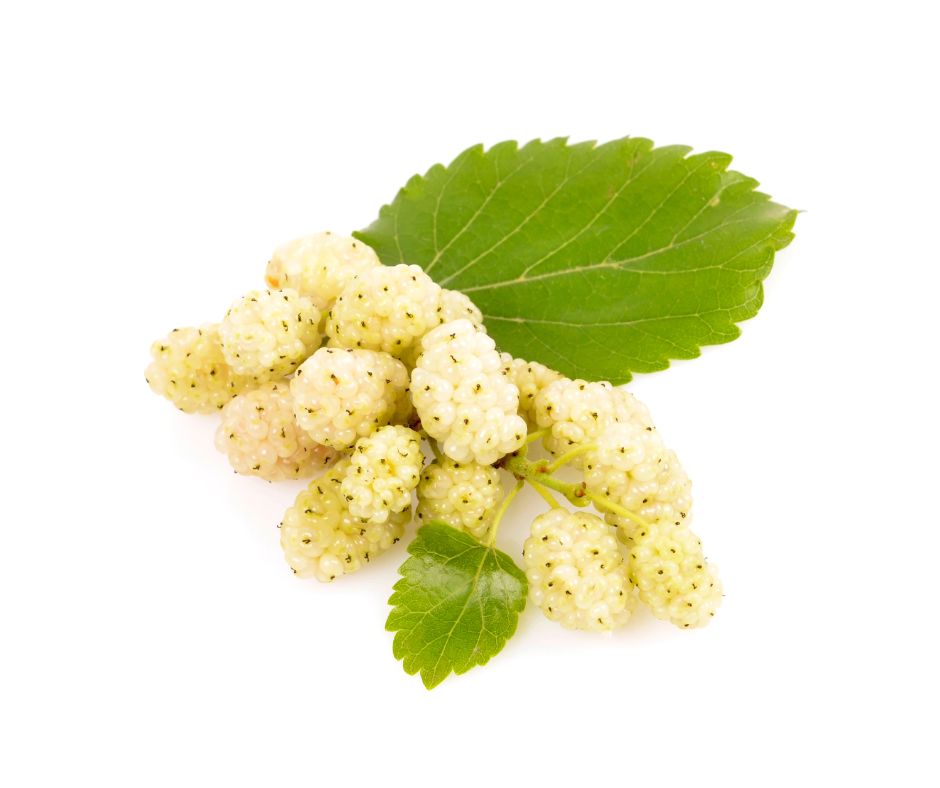 Can Dogs Eat Mulberries? A Comprehensive Guide