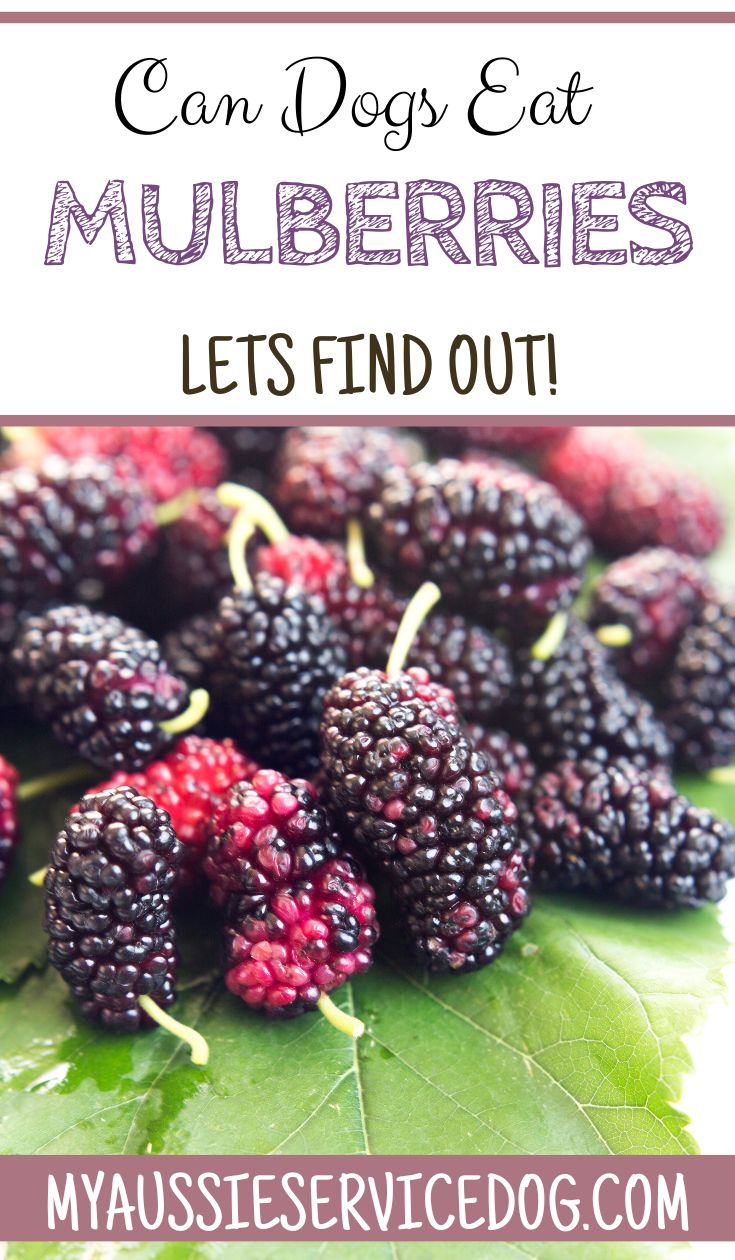 Can Dogs Eat Mulberries? A Comprehensive Guide My Aussie Service Dog