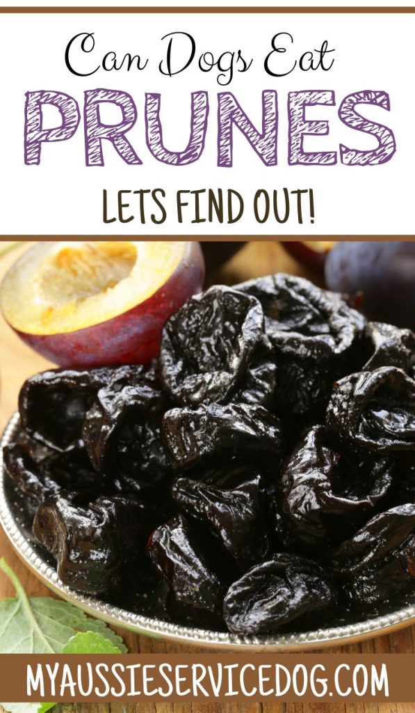 Can Dogs Eat Prunes? Let's Find Out!