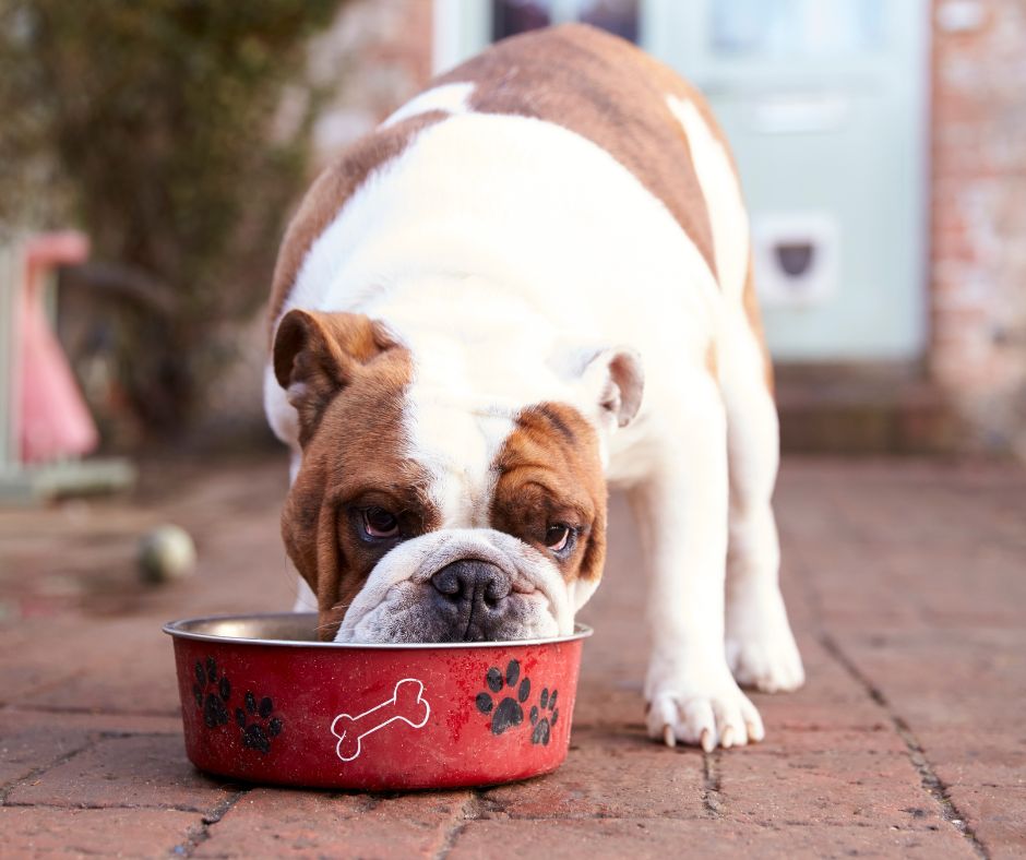 Can Dogs Eat Grits? The Canine Grits Dilemma