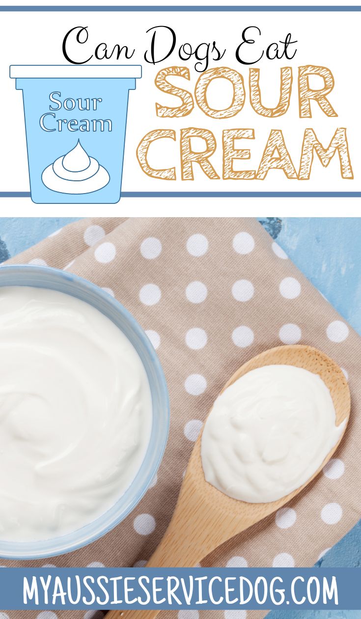 Dogs and Sour Cream A Cautionary Tale My Aussie Service Dog