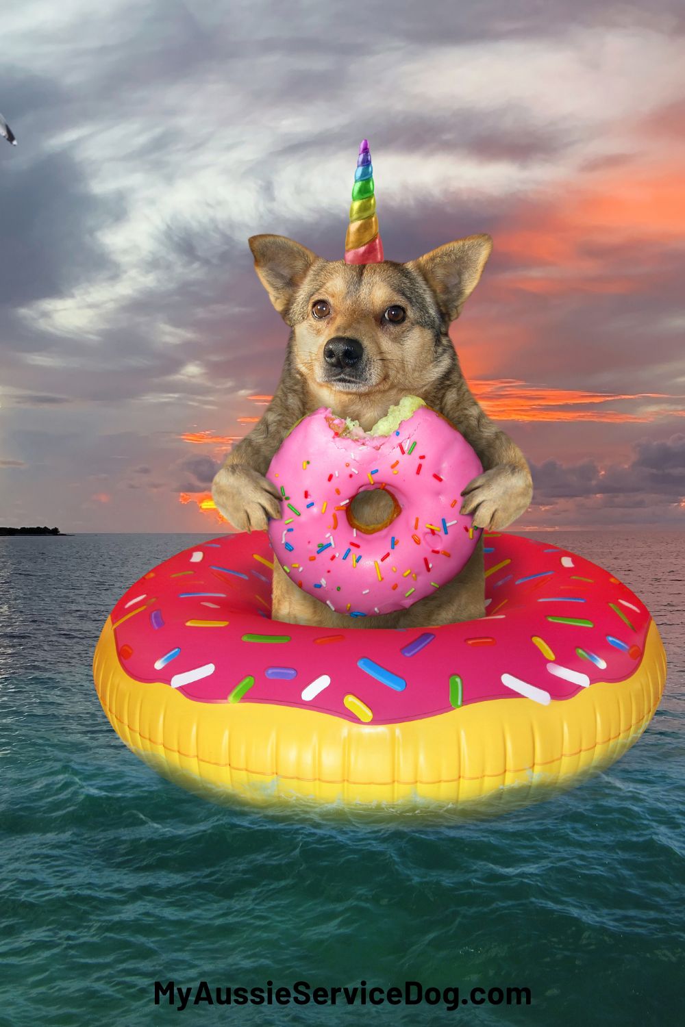 Can Dogs Eat Donuts? Everything You Need to Know My Aussie Service Dog