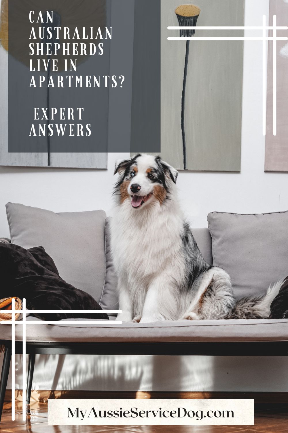 Can Australian Shepherds Live in Apartments? Expert Answers My Aussie