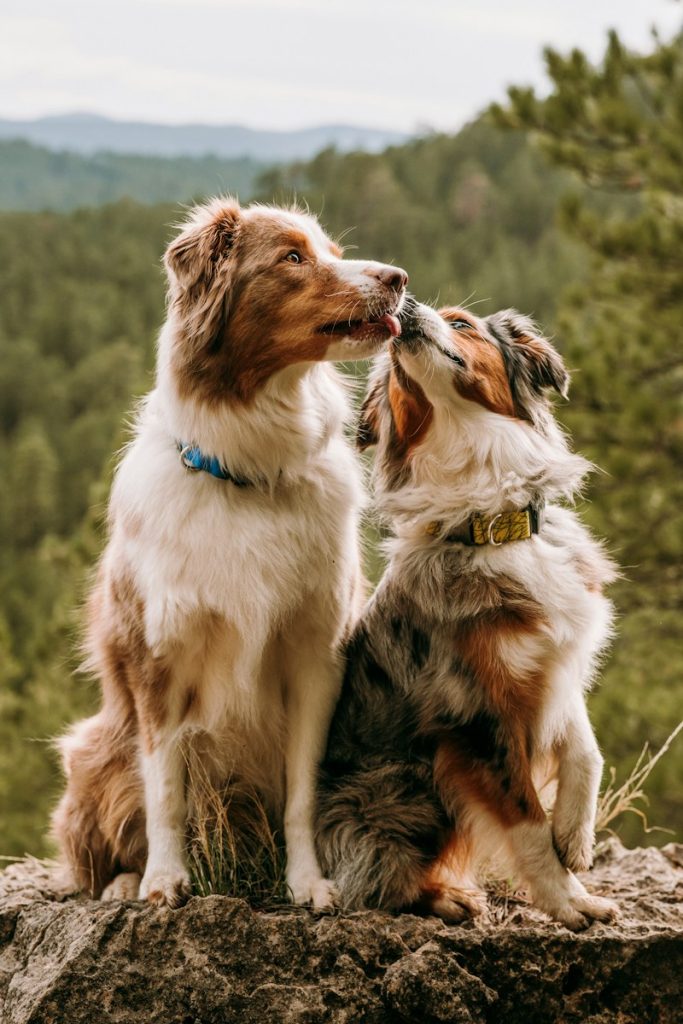 Are Australian Shepherds Smart each dog has its own unique personality