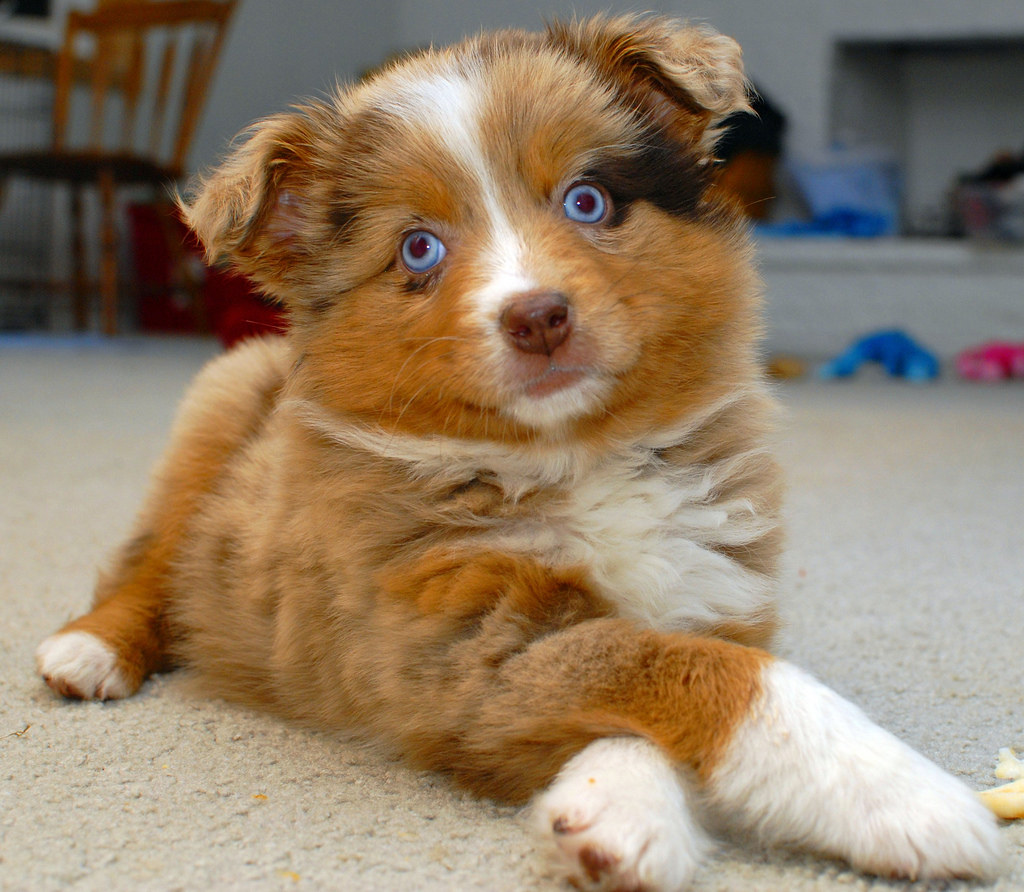 Are Australian Shepherds Smart? Discover the Intelligence of This Popular Breed