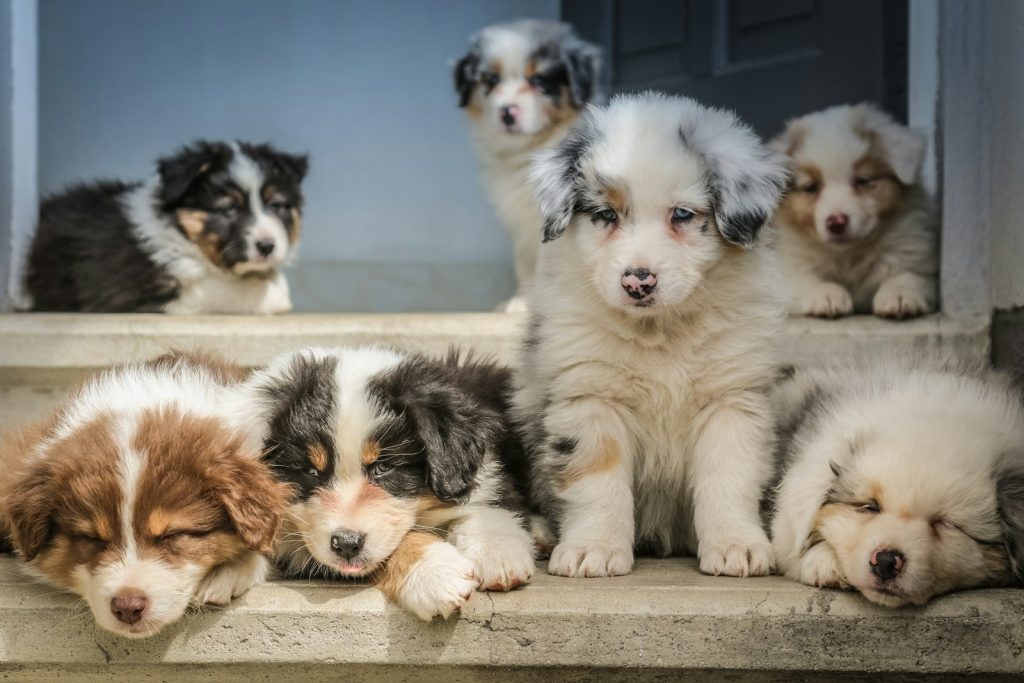 Are Australian Shepherds Smart socialization plays a big part in their intelligence