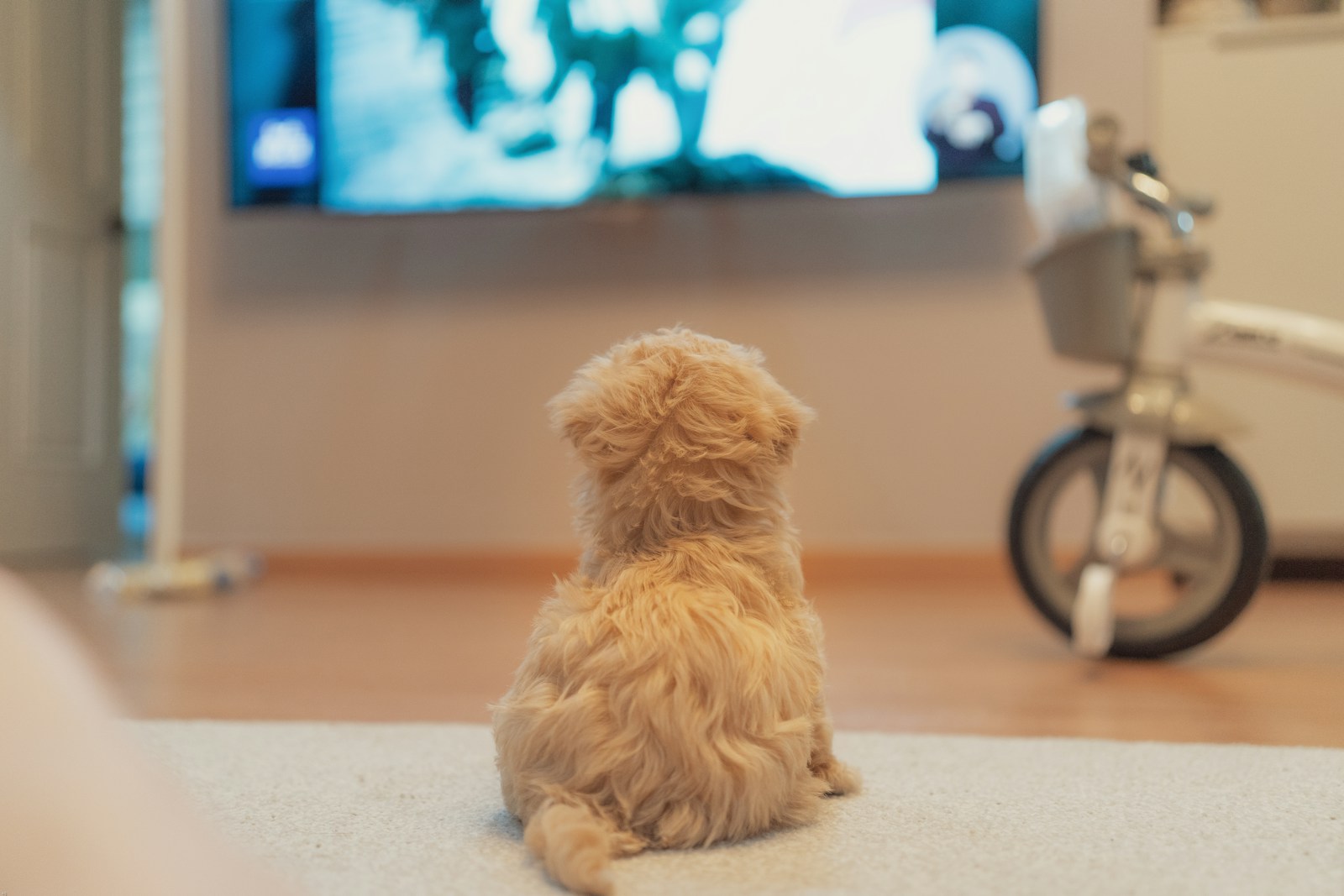 Best Movies for Dogs Top 10 DogFriendly Films to Watch with Your
