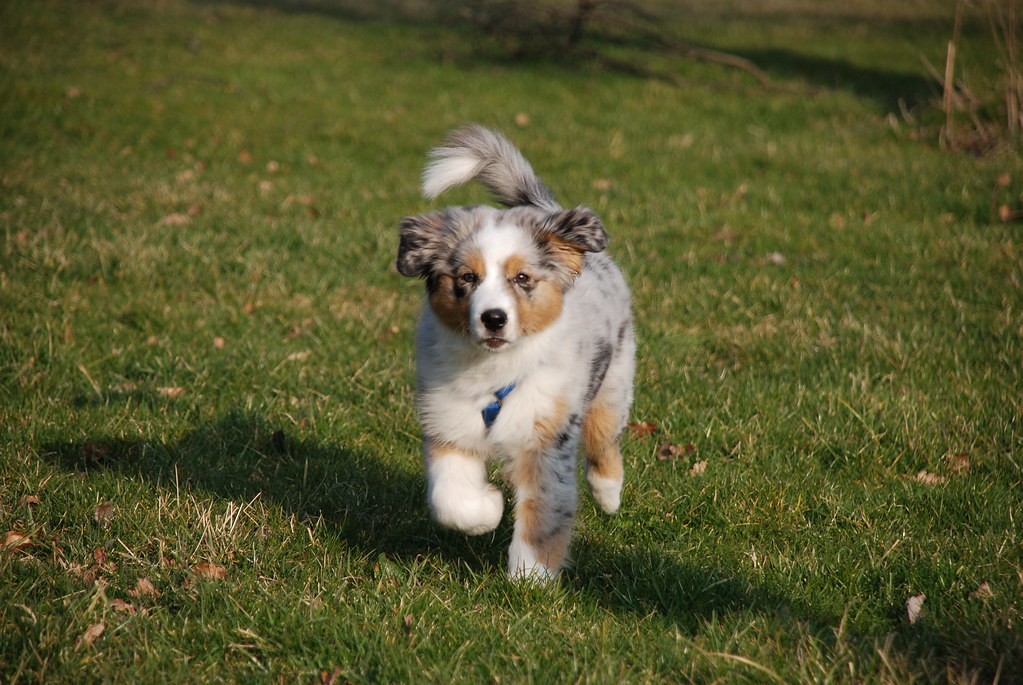 Can Australian Shepherds Thrive in Hot Climates? Can Australian Shepherds Thrive in Hot Climates?