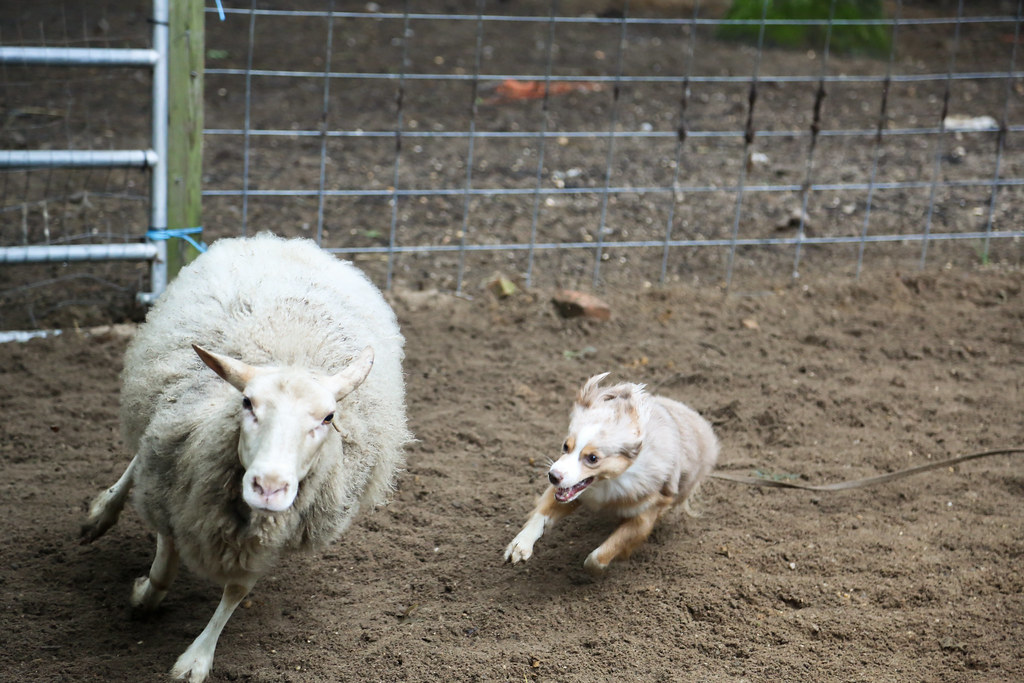 Are Australian Shepherds Good Family Dogs? A Clear and Neutral Answer Aussies are herding dogs by nature