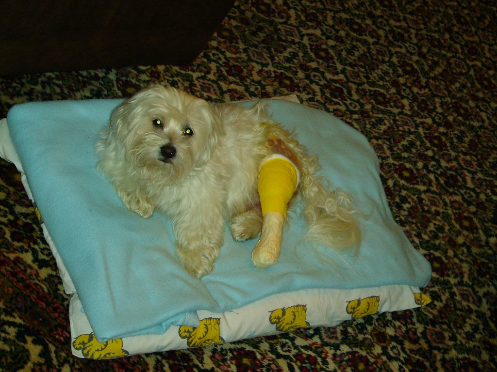 Do Dogs Heal Fast? Understanding the Healing Process in Canines restrict your dogs activity