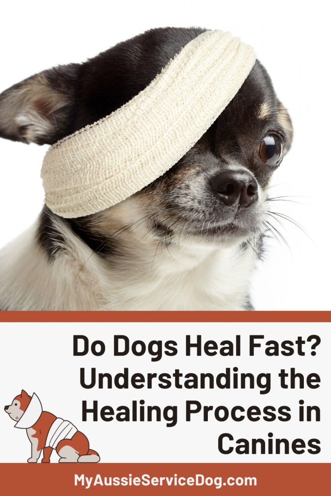 Do Dogs Heal Fast? Understanding the Healing Process in Canines Cover Image