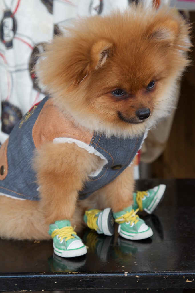 Why Dogs Walk Funny with Shoes: Understanding Canine Gait and Footwear Impact dogs are not familiar with walking in shoes