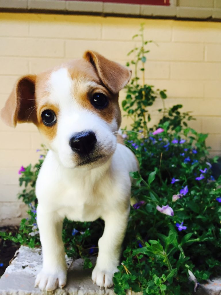 Do Dogs Heal Fast? Understanding the Healing Process in Canines younger dogs heal faster