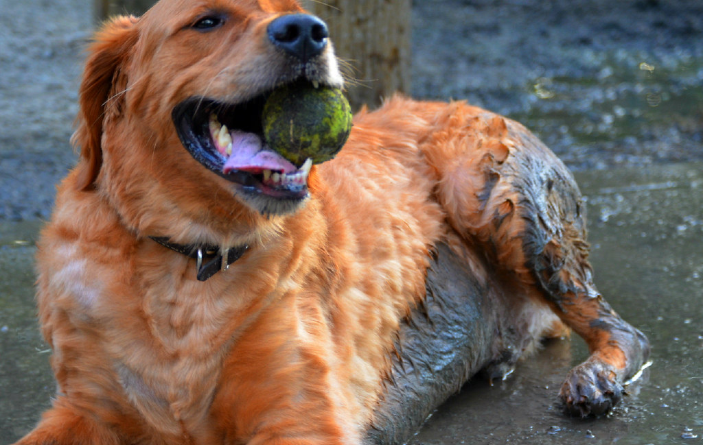 Training Your Own Service Dog: A Comprehensive Guide teach the retrieving command