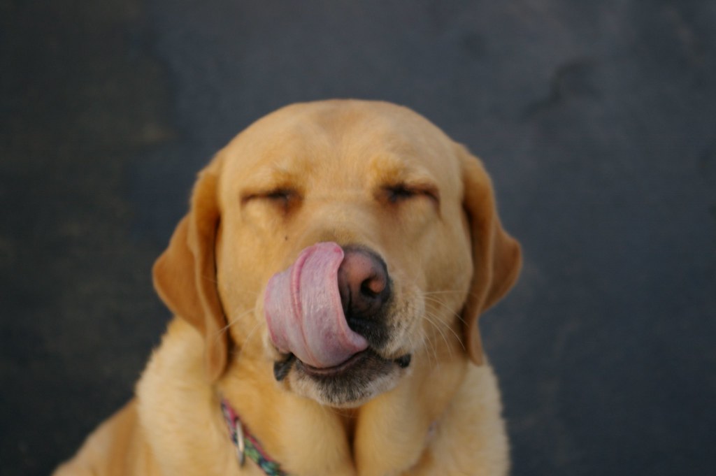 Is it Too Late to Potty Train My Dog treats are a positive reinforcement