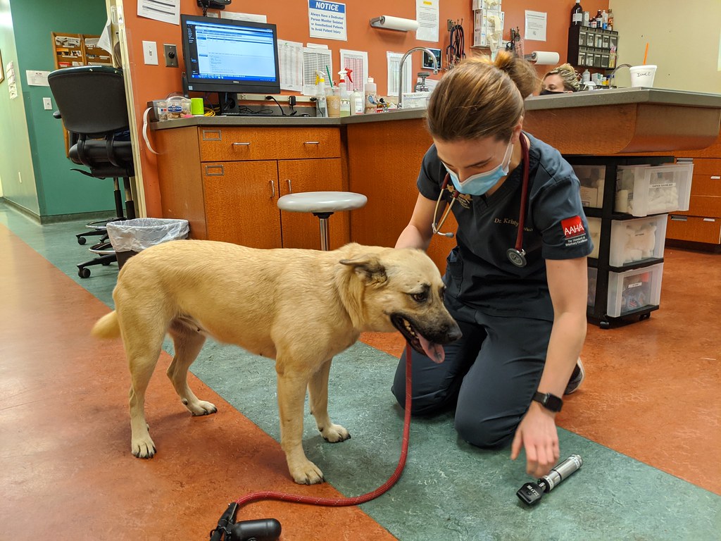 Is it Too Late to Potty Train My Dog older dogs may have health issues