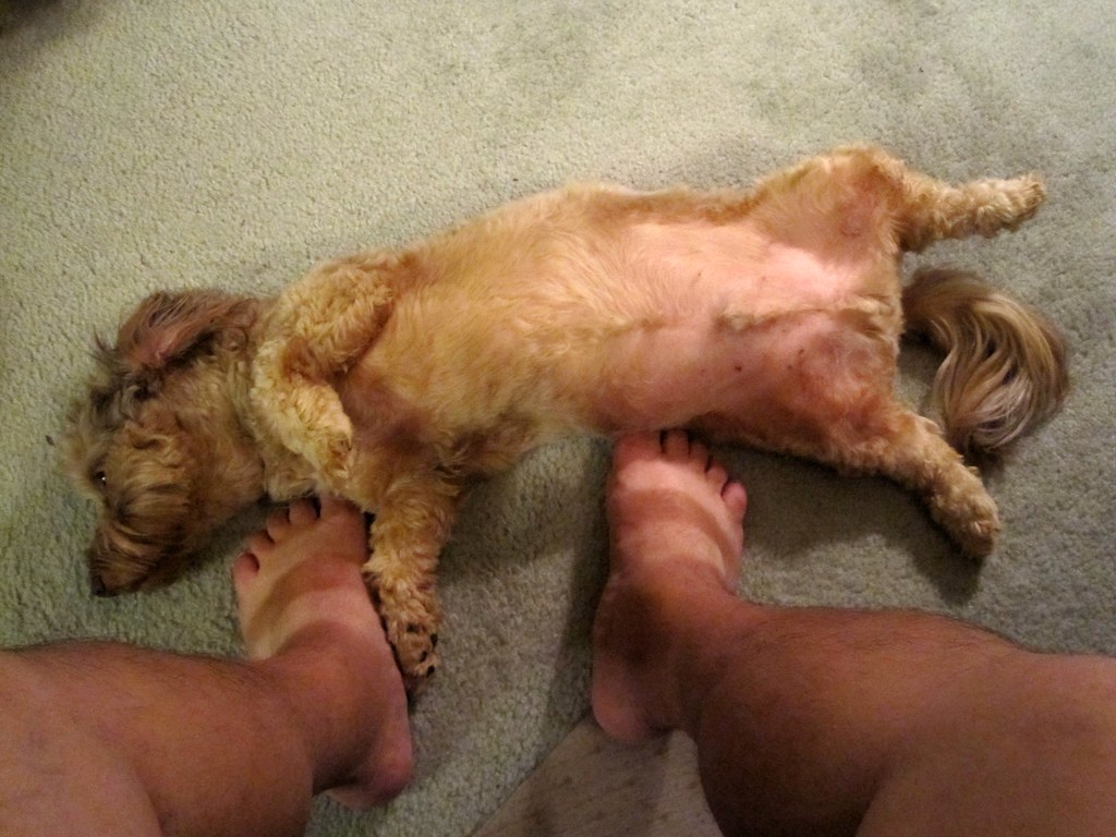 Why Does My Dog Freak Out When I Hug Someone your dogs body language will tell you how they are feeling