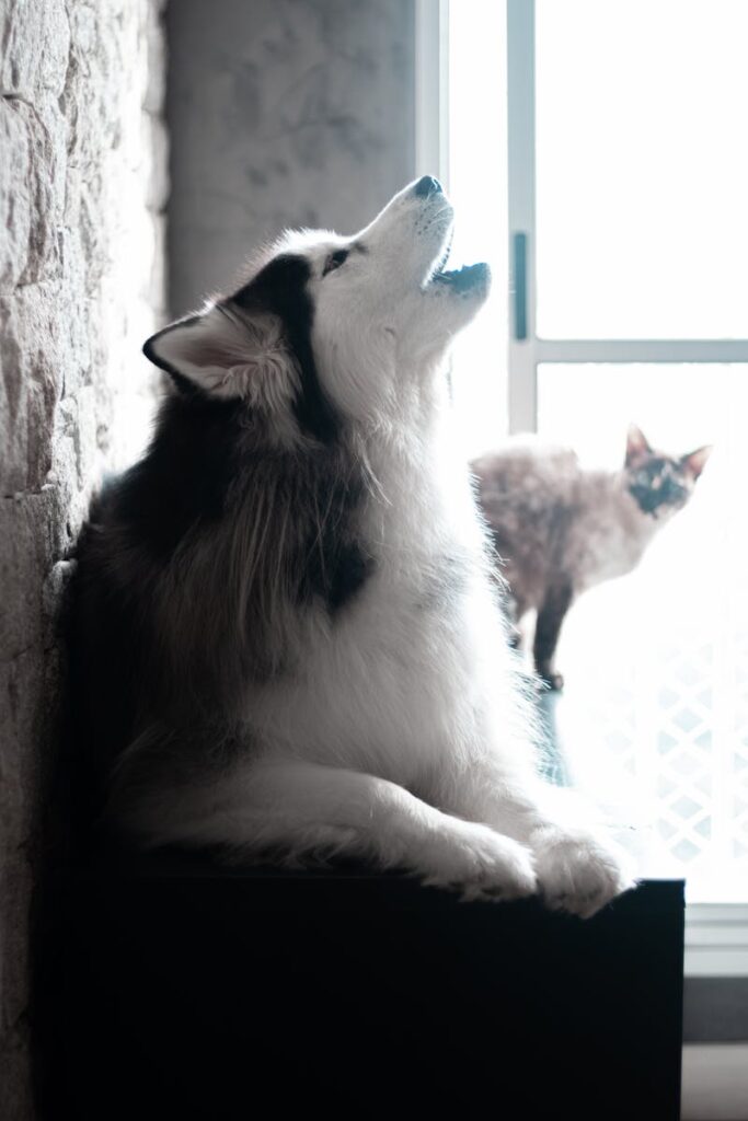Train Your Dog to Be Quiet Despite Doorbells: A Clear Guide the breed of your dog may be an issue