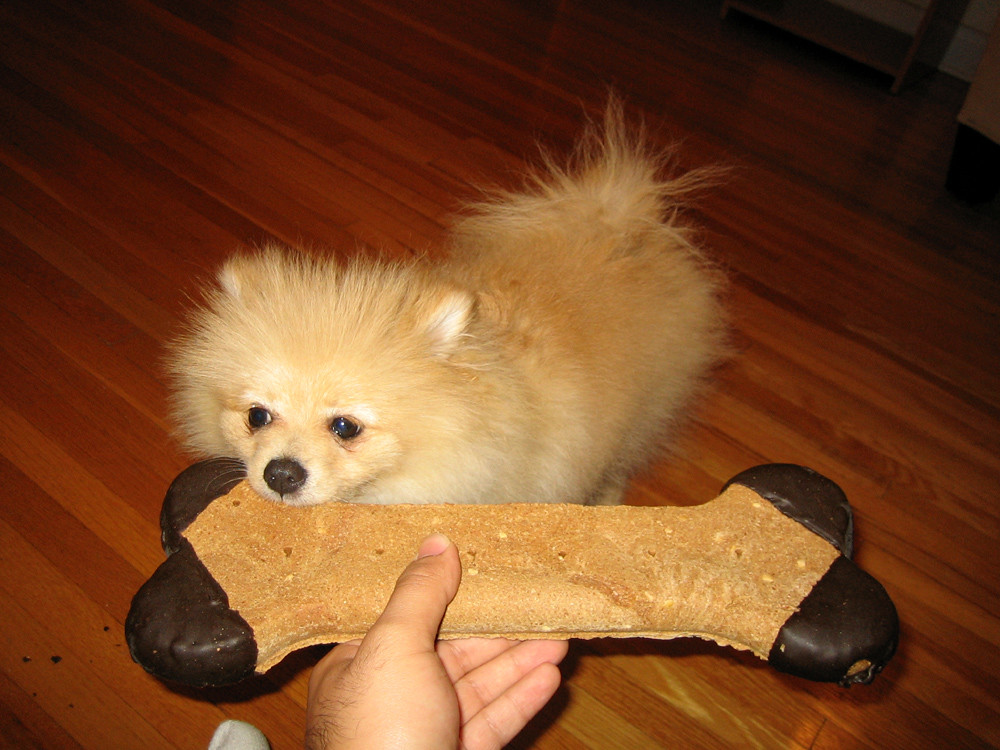 Train Your Dog to Be Quiet Despite Doorbells: A Clear Guide a treat is positive reinforcement