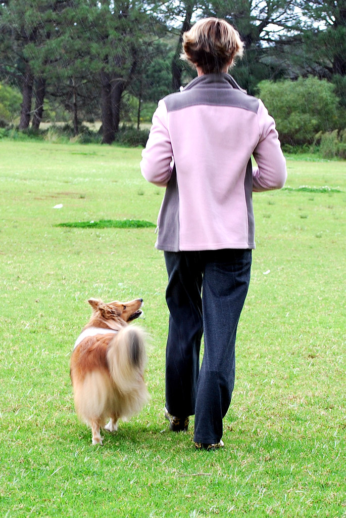 Is it Too Late to Potty Train My Dog you may require help from a trainer or behaviorist to assist in training