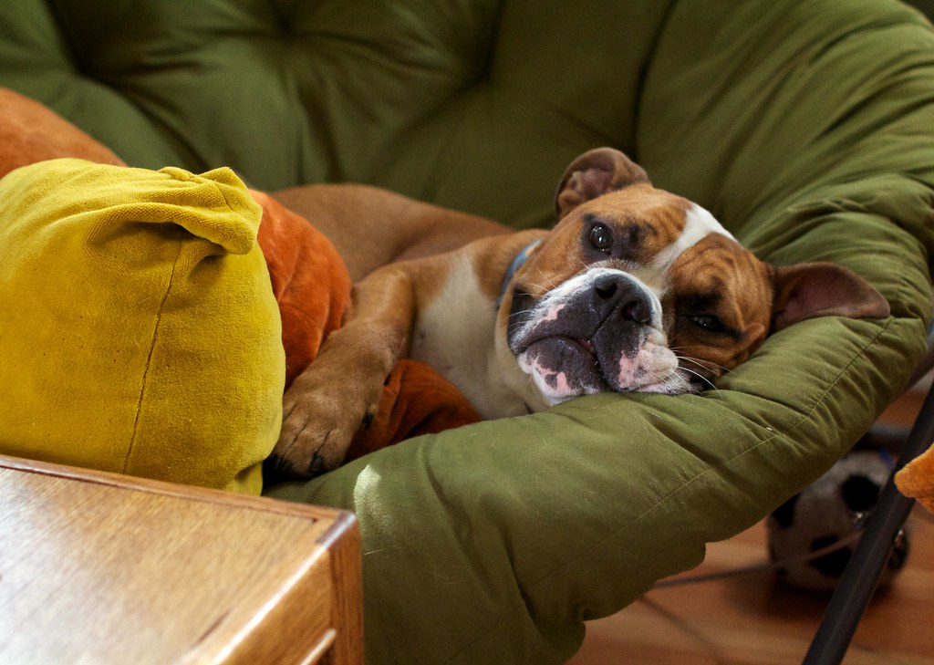 How Long Do Dog Treats Last After Opening lethergy can be a sign of bad treats