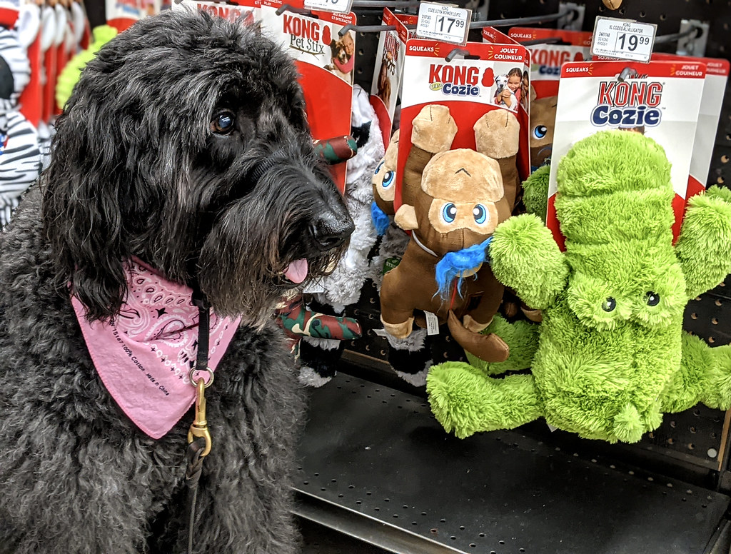 How to Teach Your Dog to Bow: Step-by-Step Guide provide incentives such as toys and treats