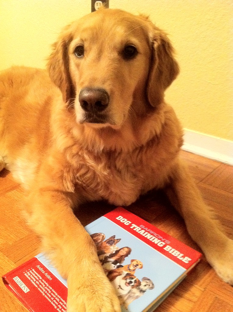 be patient and provide rewards