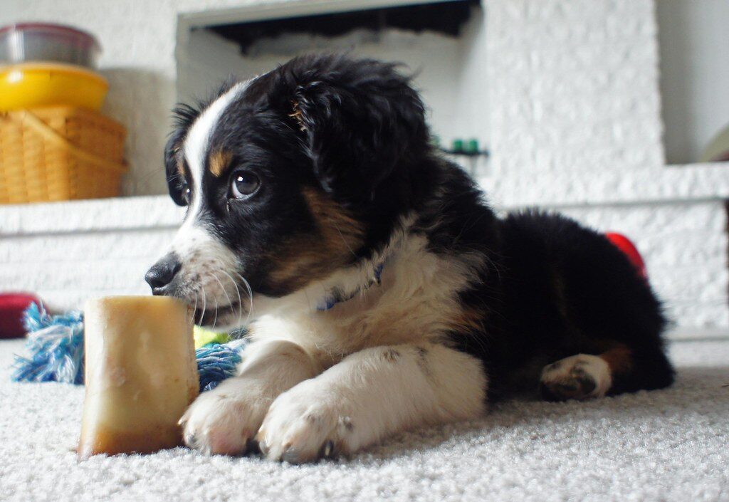 Growth of An Australian Shepherd Puppy: What To Expect Week By Week reward calm behavior