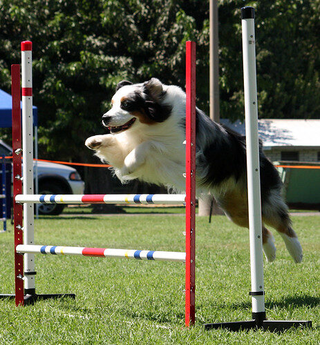 How to Potty Train an Australian Shepherd: Simple Steps for Fast, Stress-Free Success regular walks and play sessions support better focus