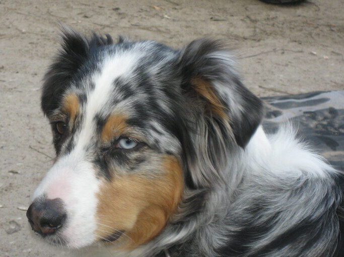Australian Shepherd Colors: A Friendly Guide to Every Shade tri-color Aussie