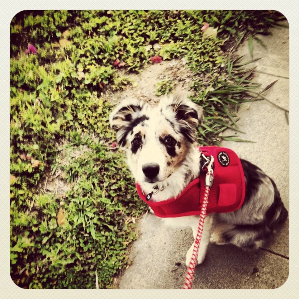 introduce the harness in a calm setting