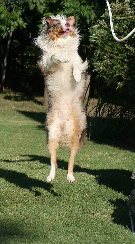 a puppy 3 - 4 months old will start to have more balance and be more active