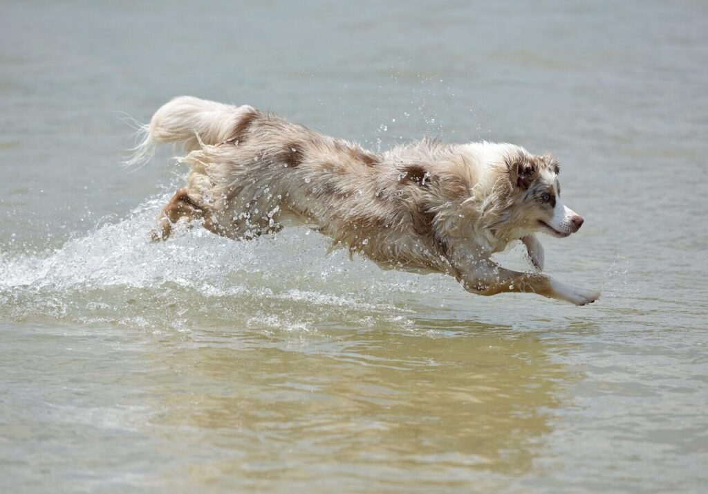 repetitive jumping and uncontrolled activities can injure growth plates