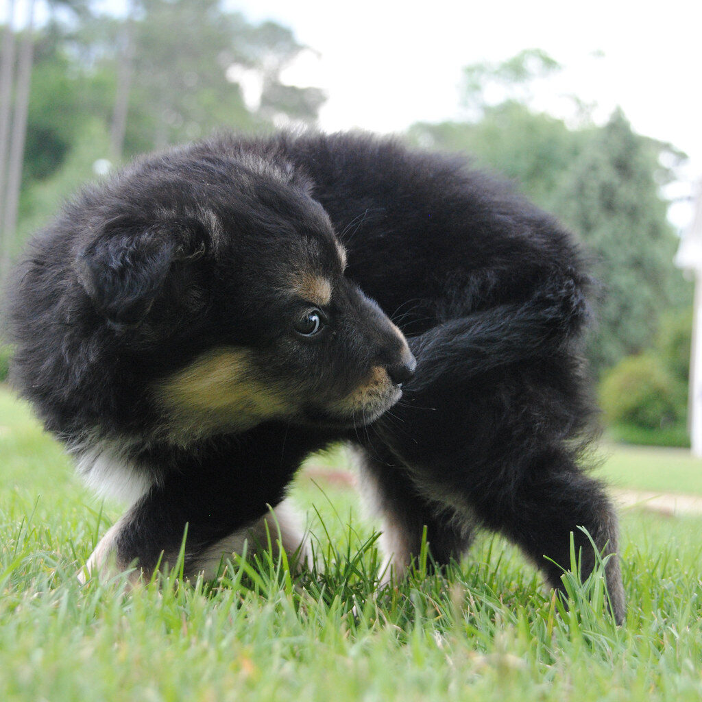 How to Potty Train an Australian Shepherd: Simple Steps for Fast, Stress-Free Success