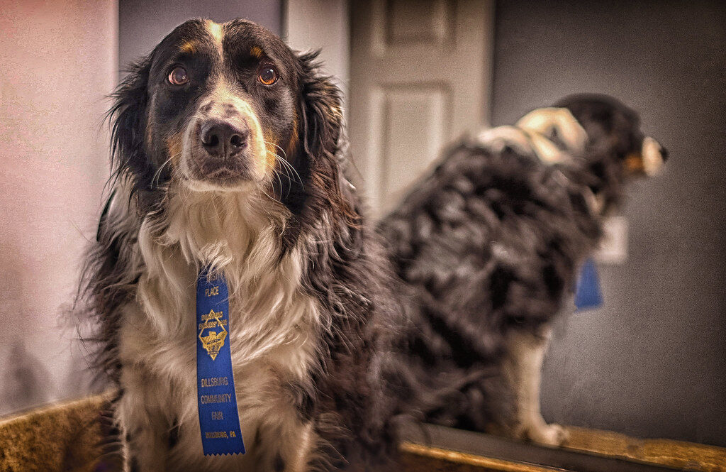 be consistent with walks, feeding and potty time