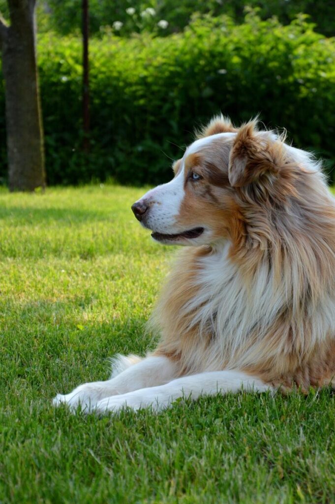 Growth of An Australian Shepherd Puppy: What To Expect Week By Week Australian Shepherds will reach full heigh by about 1 year