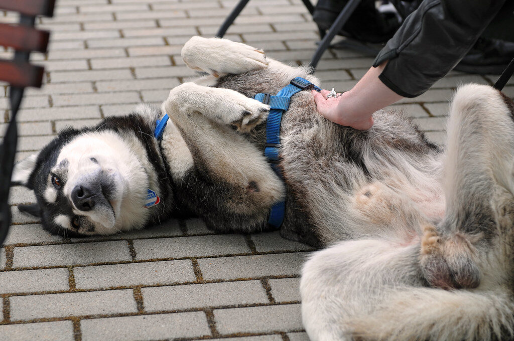 Best Dog Harness For Australian Shepherd: Top Picks For Comfort And Control