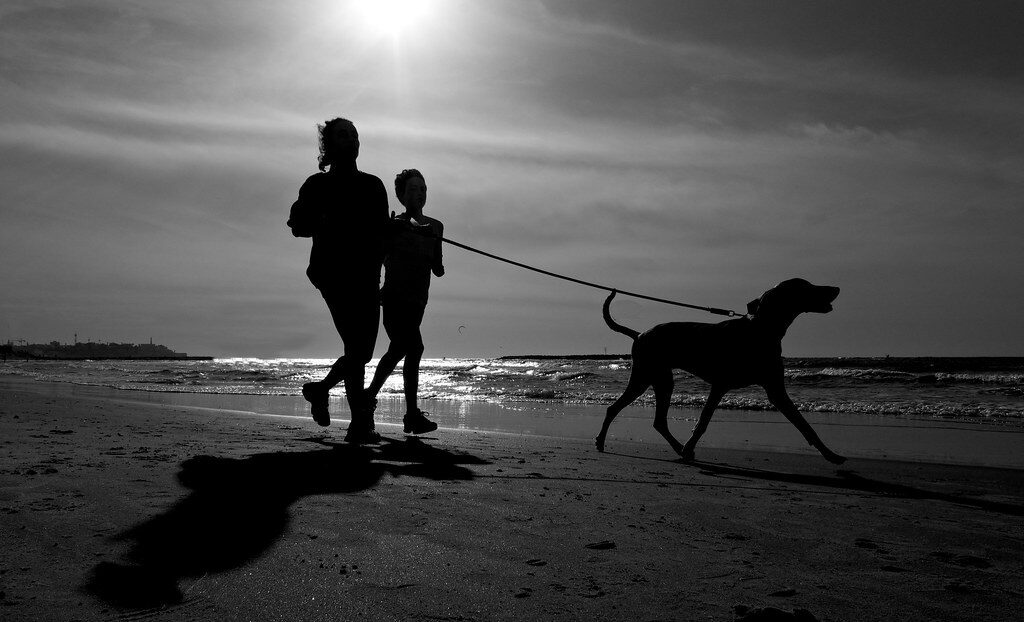 Best Dog Harness For Australian Shepherd: Top Picks For Comfort And Control a back clip keeps leash from getting tangled during walks or jogging